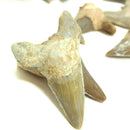 Otodus 属鲨鱼牙齿 - 化石