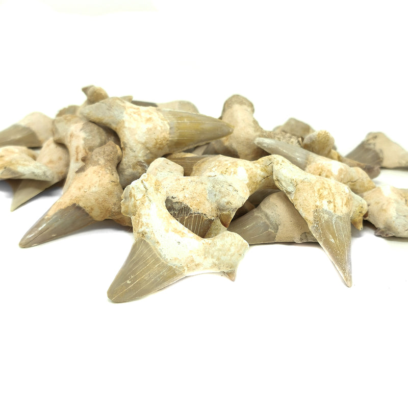 Otodus Genus Shark Tooth - Fossil