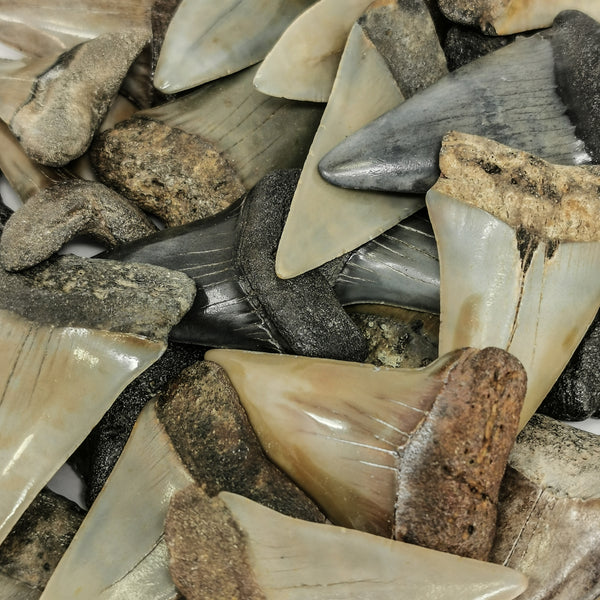 鯖鯊牙齒 - 化石