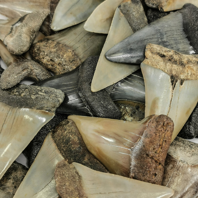 Mako Shark Tooth - Fossil