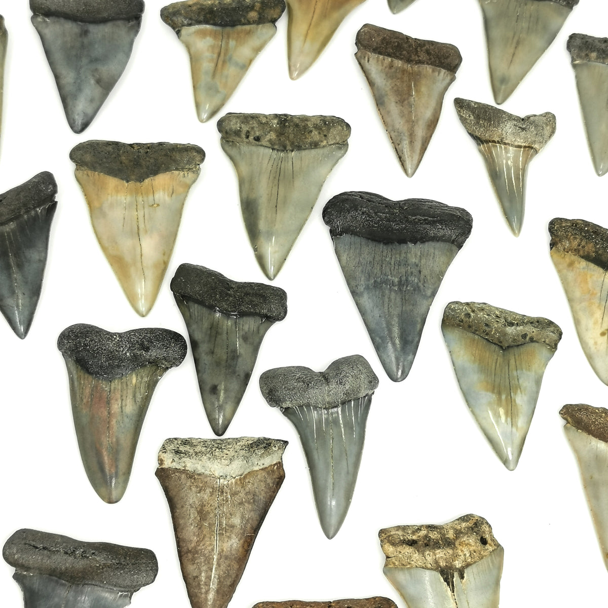 Mako Shark Tooth fossil from Florida, USA.