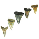 鲭鲨牙齿 - 化石