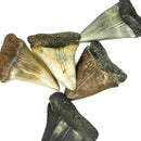 鲭鲨牙齿 - 化石