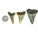 鲭鲨牙齿 - 化石