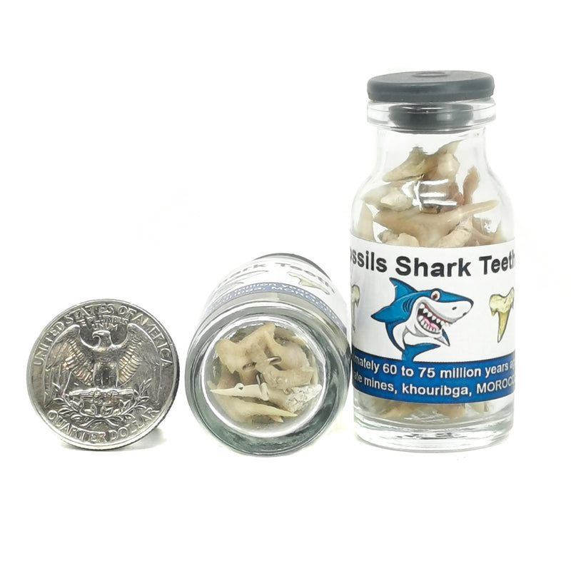 瓶子里的鲨鱼牙齿 - 化石
