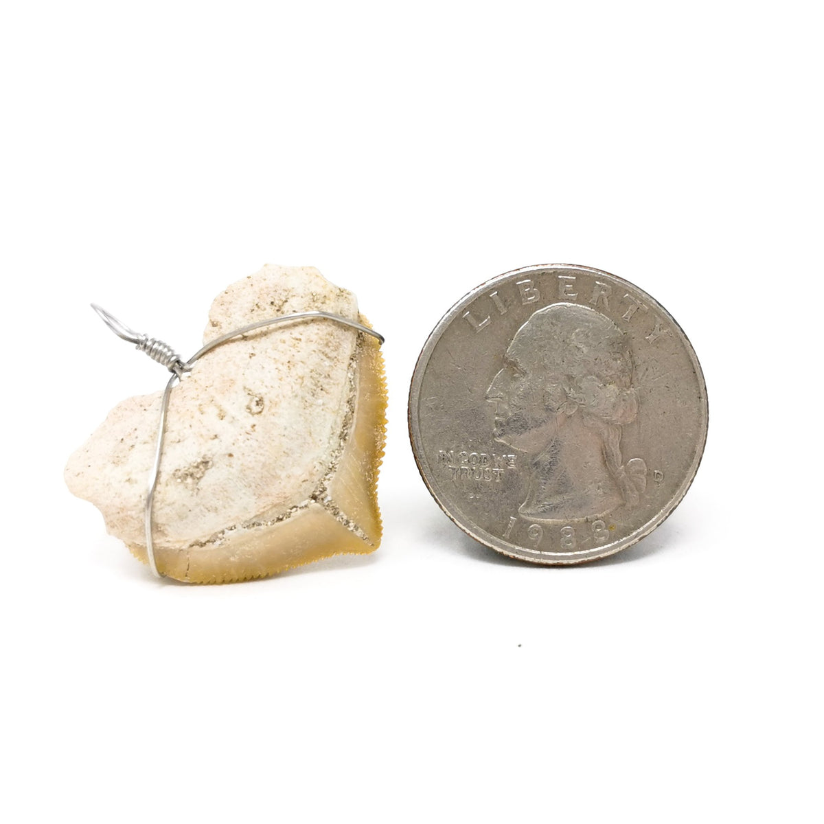Fossil shark tooth pendant – pendant beside a coin for scale
