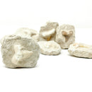 矩阵中的鲨鱼牙齿 - 化石