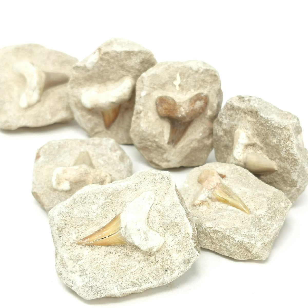 Shark Tooth in Matrix fossil from Khouribga, Morocco.