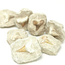 矩阵中的鲨鱼牙齿 - 化石