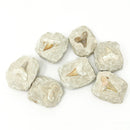 矩阵中的鲨鱼牙齿 - 化石