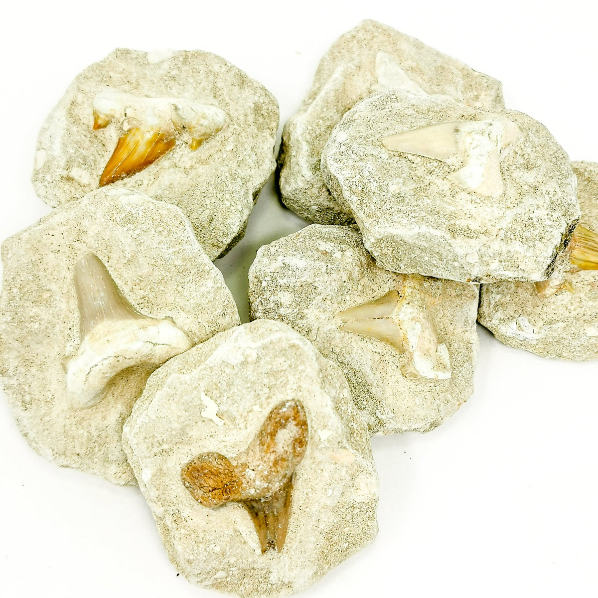 Shark Tooth in Matrix fossil from Khouribga, Morocco.