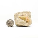 矩阵中的鲨鱼牙齿 - 化石