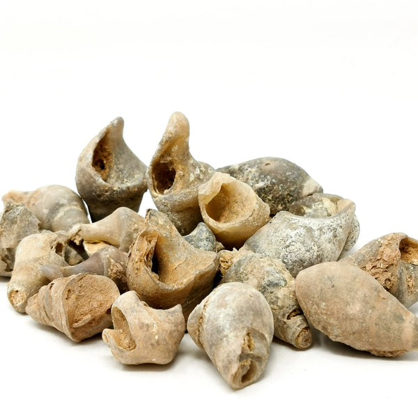 腹足类动物 - 化石