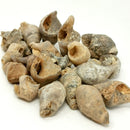 腹足类动物 - 化石