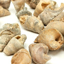 腹足类动物 - 化石