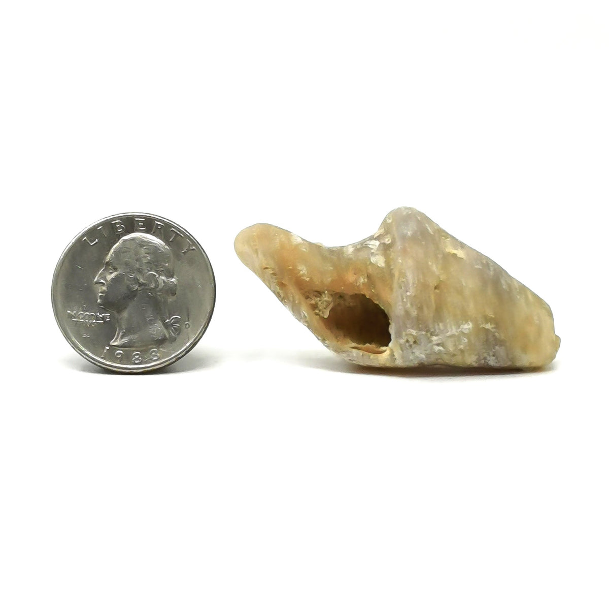 Gastropod - Fossil