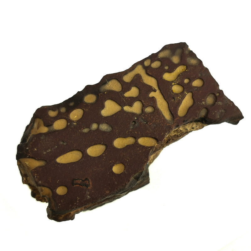 Stromatolite - Fossil