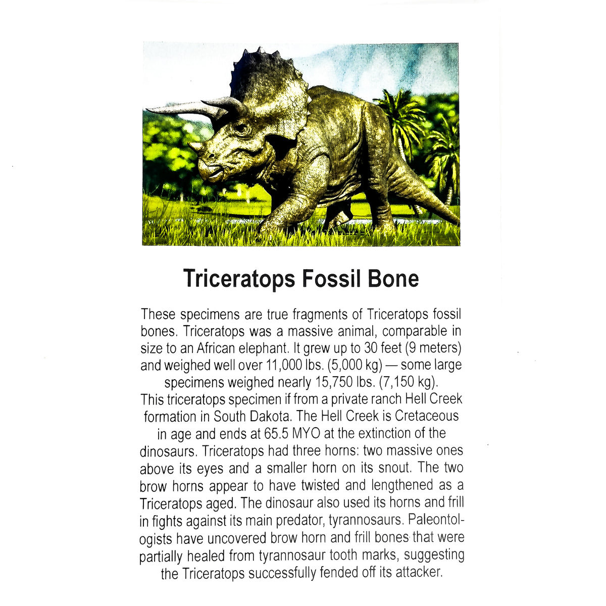 Triceratops Bone fossil from Hell Creek Formation, South Dakota, USA, Late Maastrichtian.