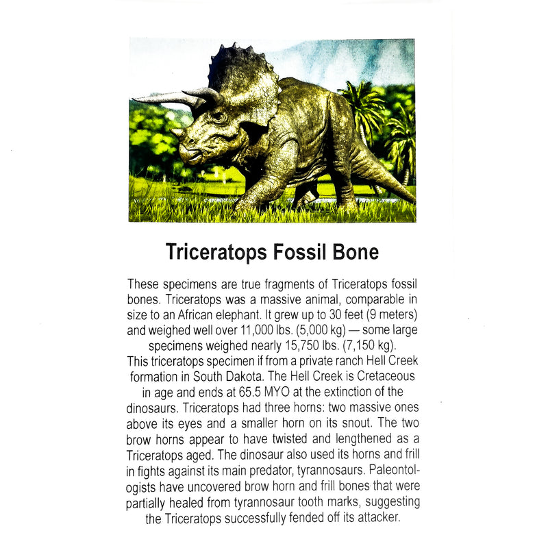 Triceratops Bone - Fossil