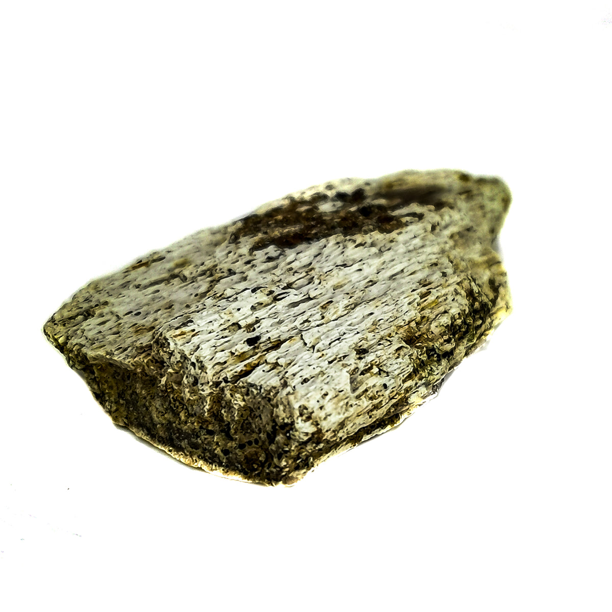 Triceratops Bone fossil from Hell Creek Formation, South Dakota, USA, Late Maastrichtian.