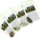 三角龍骨 - 化石