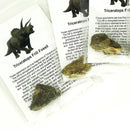 三角龙褶边 - 化石