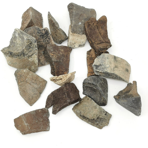 龜殼盾 - 化石