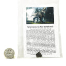 霸王龙骨头 - 化石