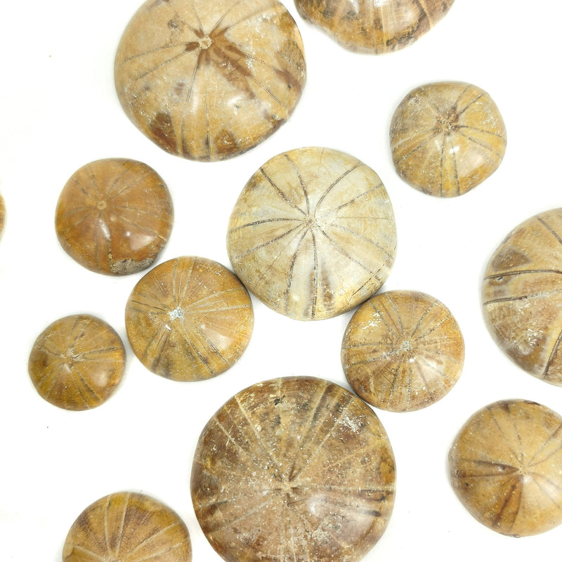 Mini Urchin - Fossil