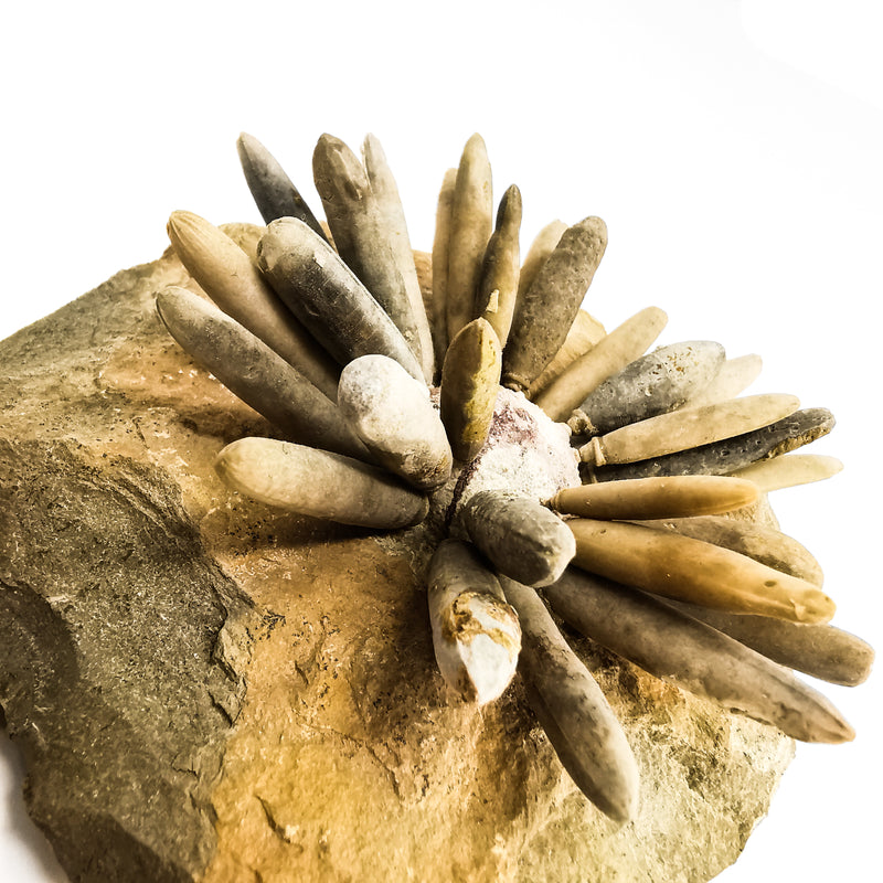 Club Urchin - Fossil Specimen