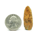 海象牙齿 - 化石