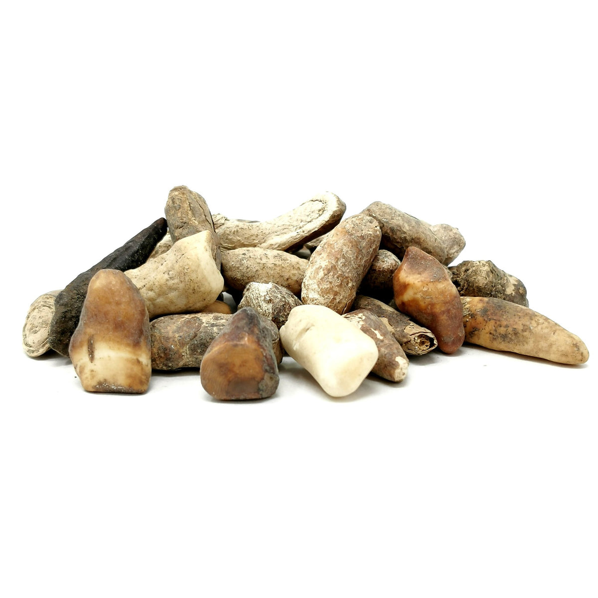 Walrus Tooth fossil from Alaska, USA.