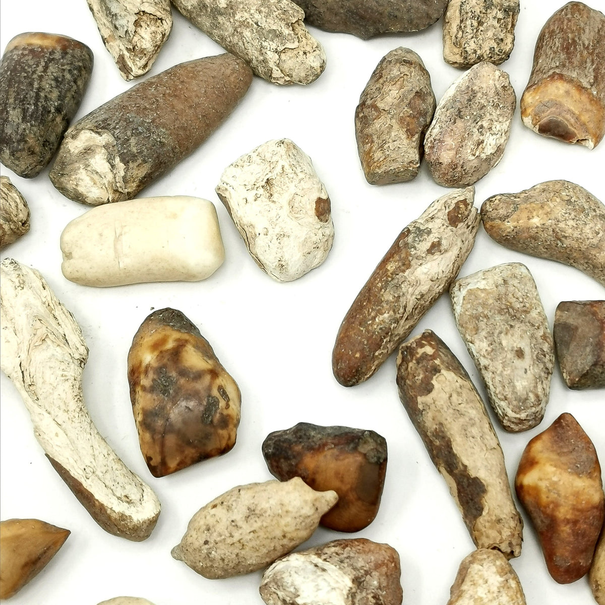 Walrus Tooth fossil from Alaska, USA.