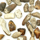 海象牙齿 - 化石