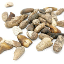 海象牙齿 - 化石