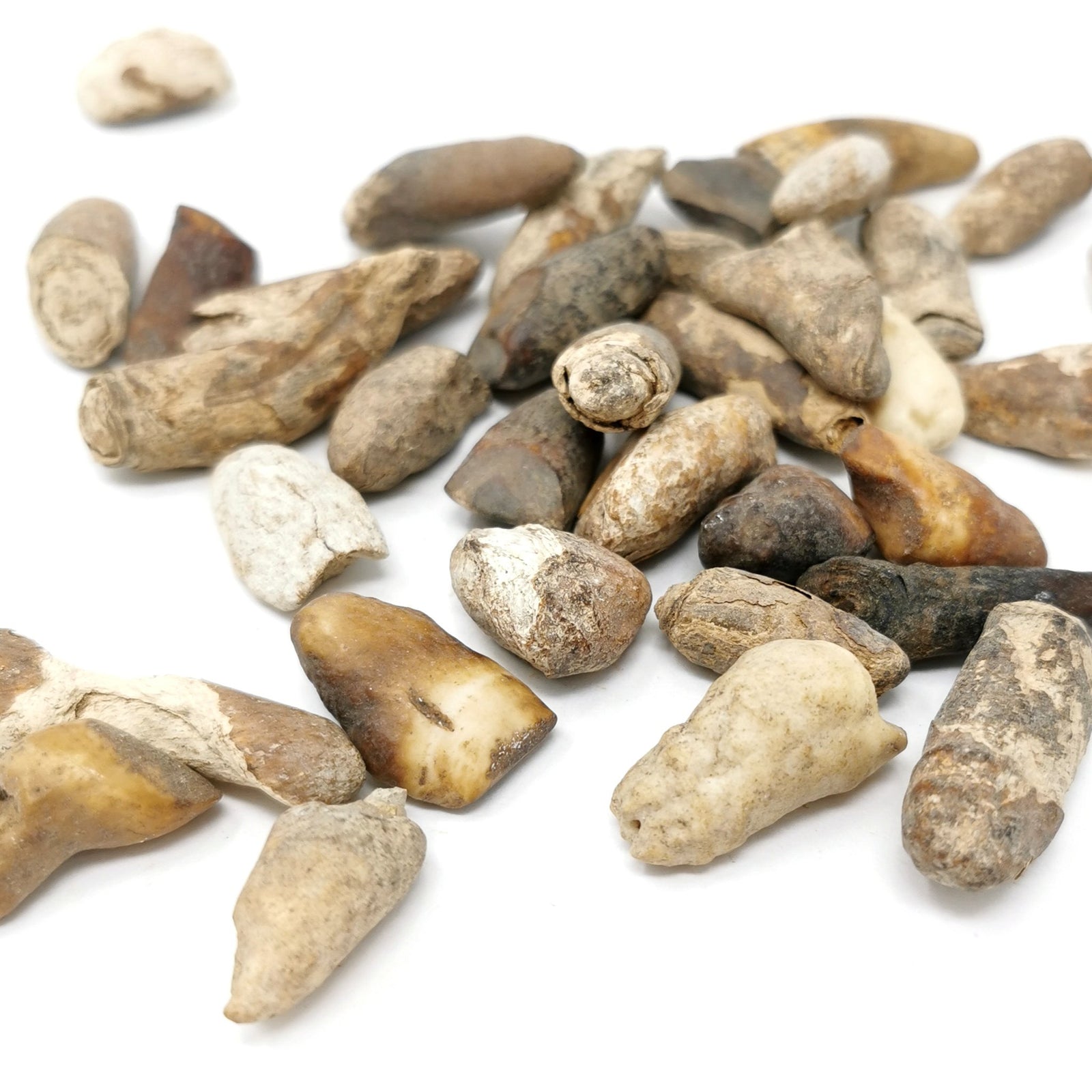 Walrus Tooth - Fossil