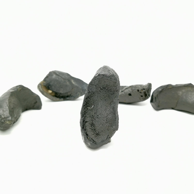 Whale Ear Bone - Fossil