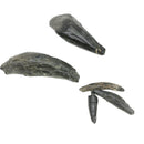 抹香鲸牙齿 - 化石