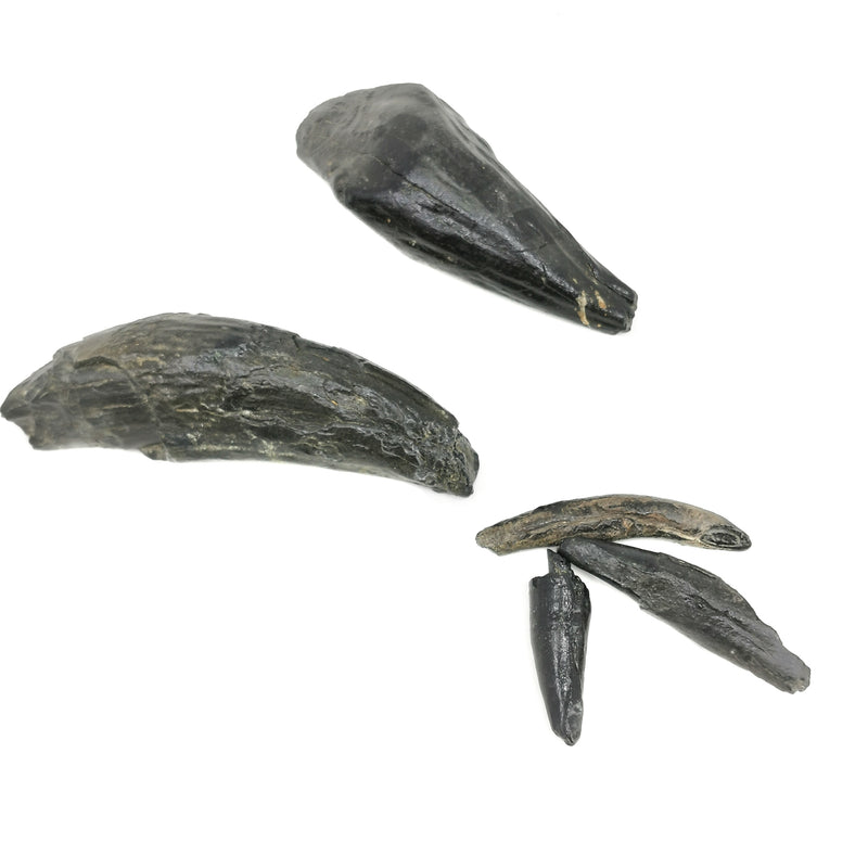 抹香鲸牙齿 - 化石