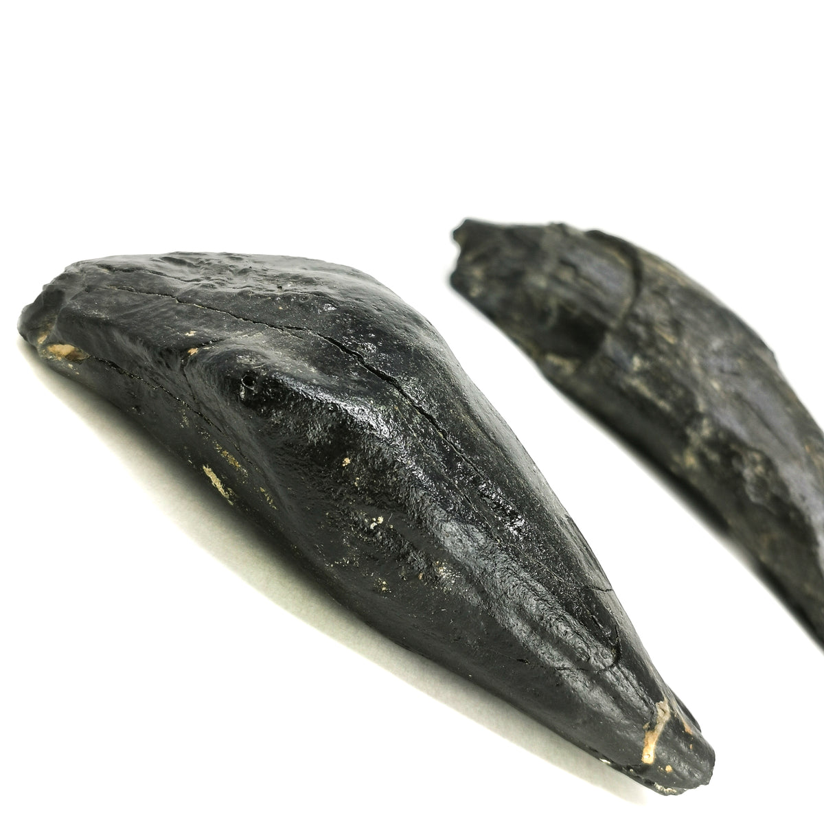 Sperm Whale Tooth fossil from Florida, USA.