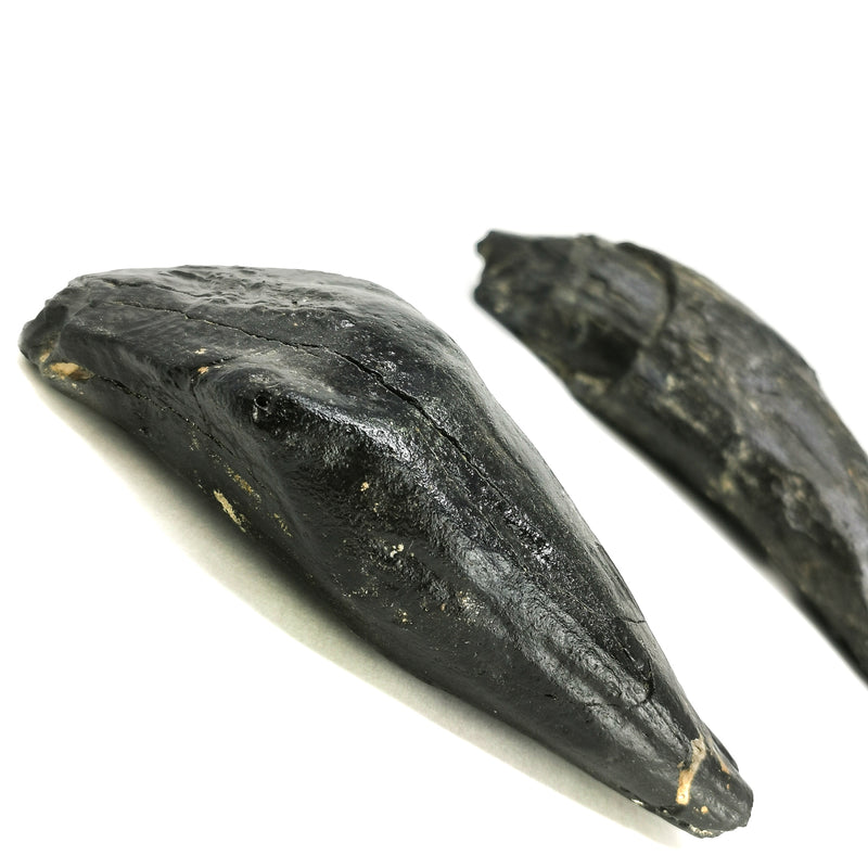 抹香鲸牙齿 - 化石