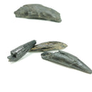 抹香鲸牙齿 - 化石