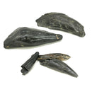 抹香鲸牙齿 - 化石