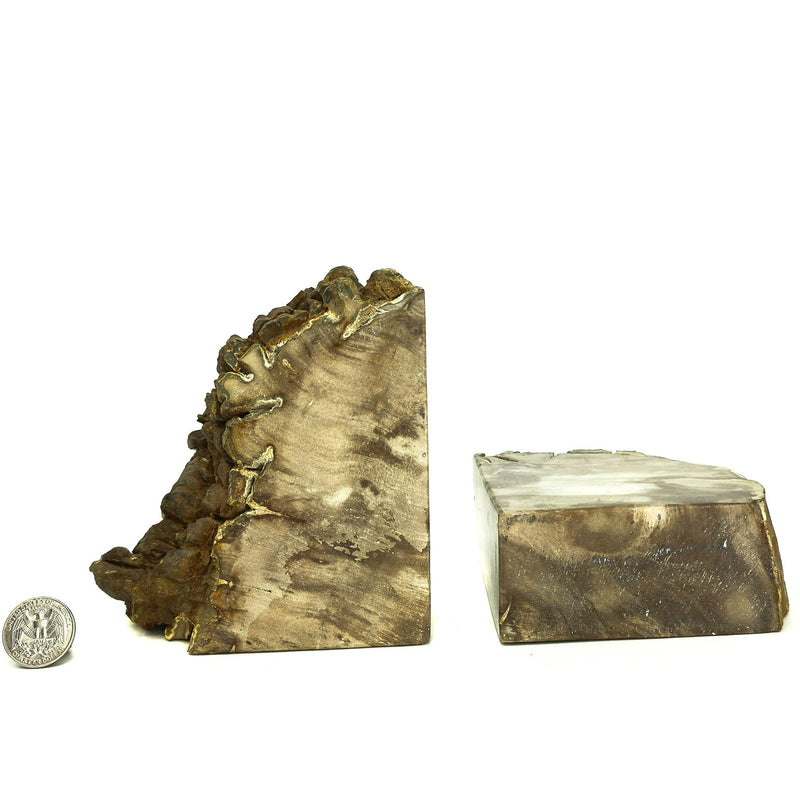 Petrified Wood Bookends - Fossil