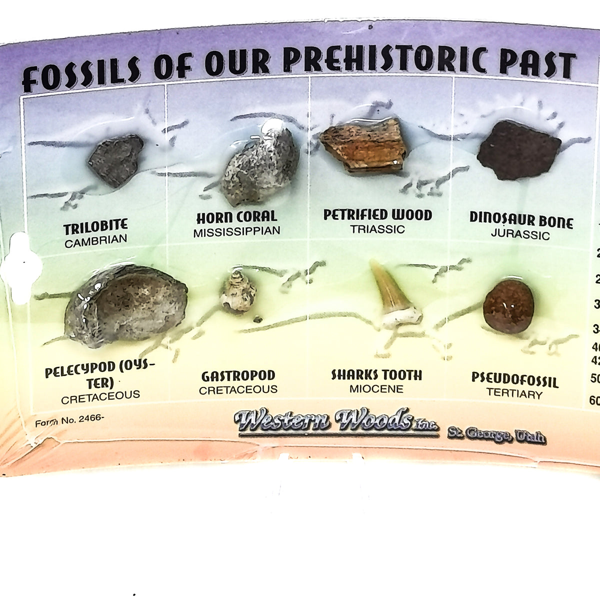 Fossil Education Card.