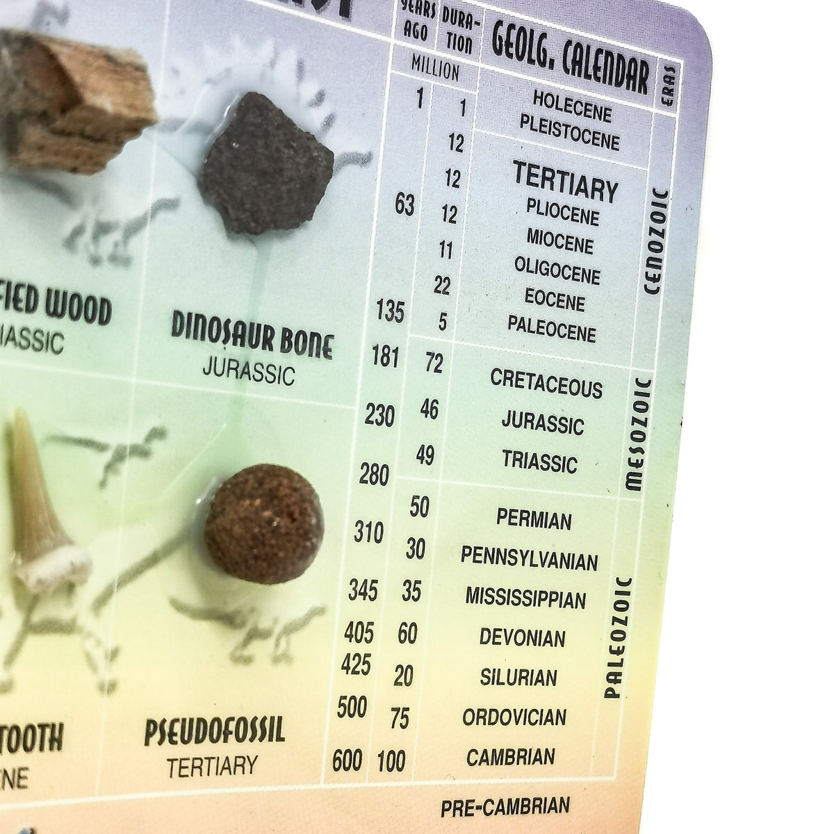Fossil Education Card.