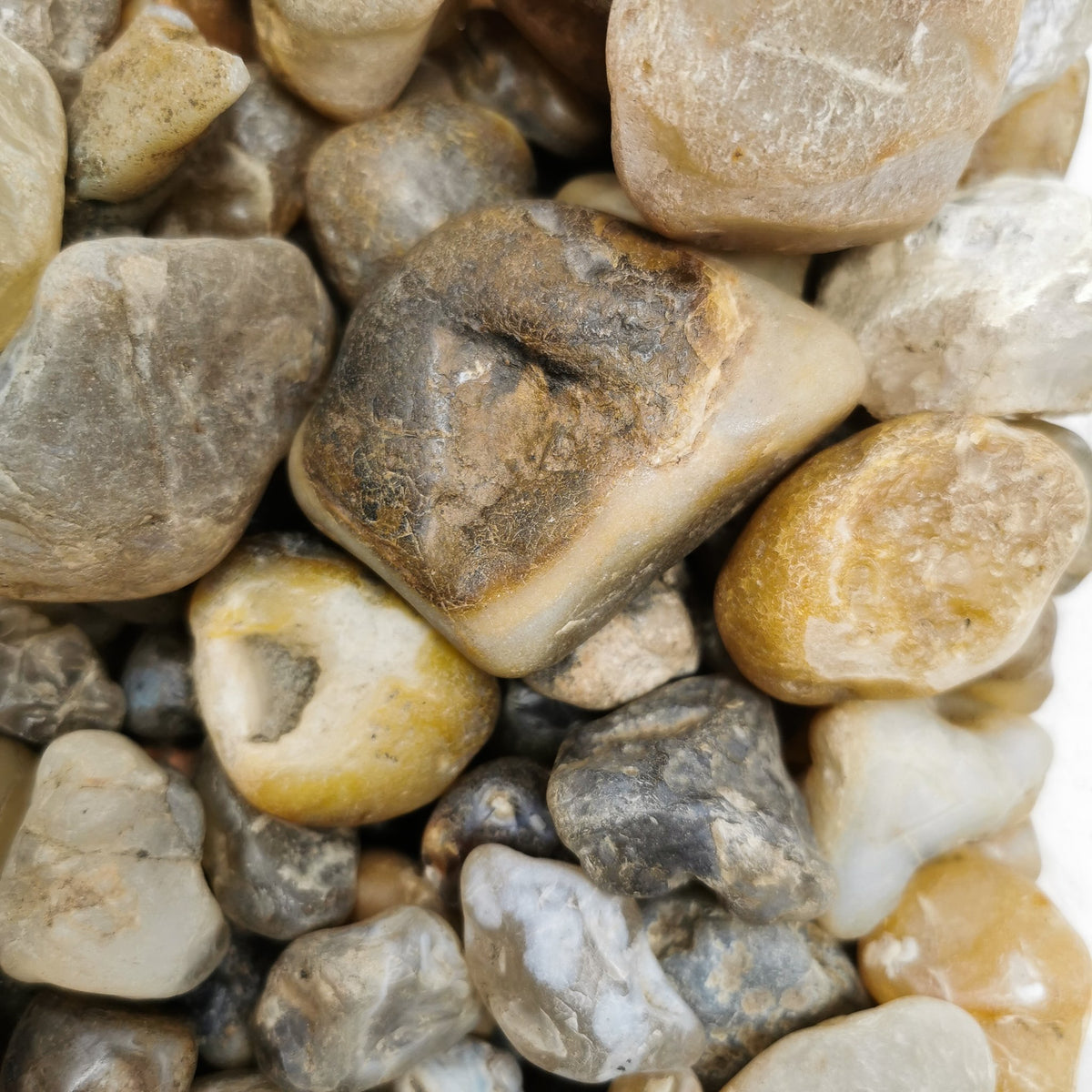Fraser River Agate rough, a variety of chalcedony, from Fraser River, British Columbia, Canada.
