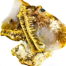 墓地点羽玛瑙 - 粗糙