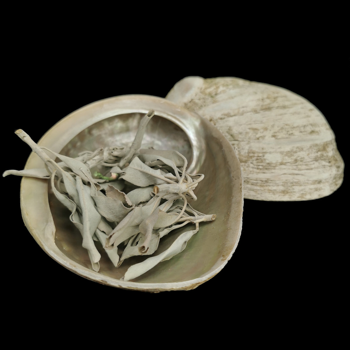 Green Lip Abalone shell.