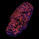 Quebec Hackmanite - Mineral